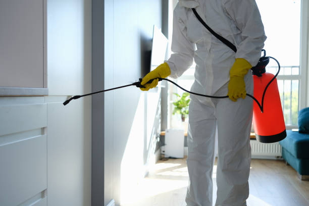 Best Residential Mold Remediation in Talluh, LA